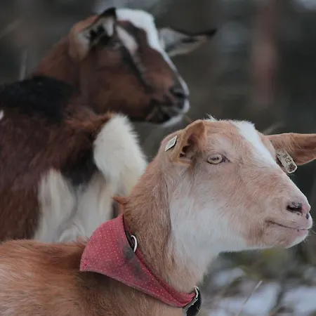 - Slapy/pazderny Gospodarstwo wiejskie *
