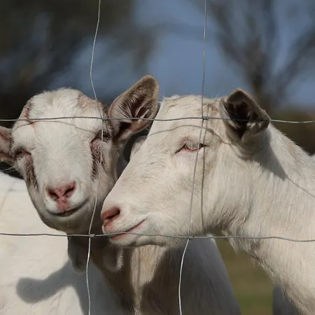 - Slapy/pazderny Летний дом Zdar (Benesov)