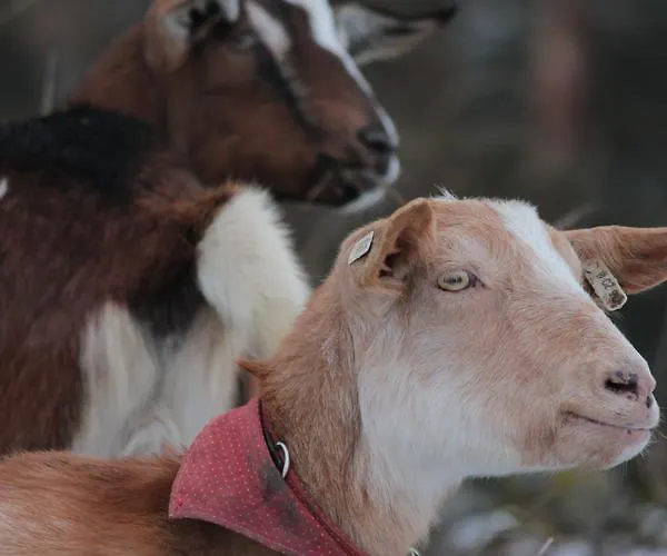 - Slapy/pazderny カントリーハウス *