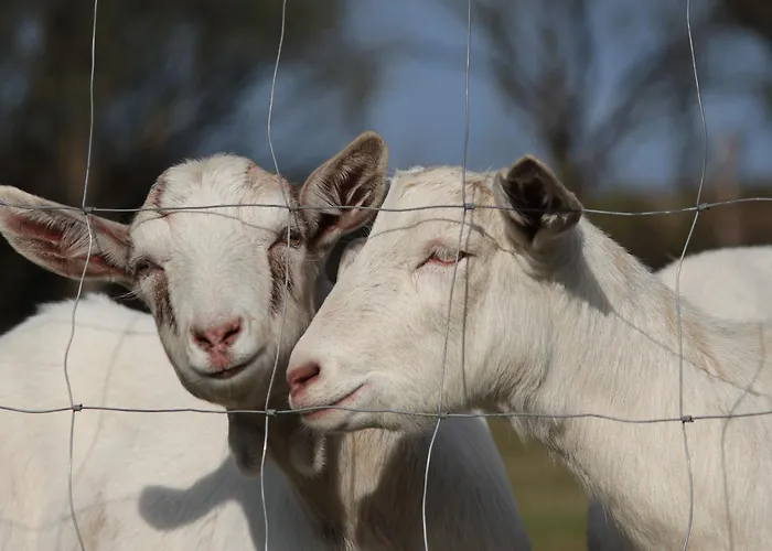 - Slapy/pazderny Εξοχικό σπίτι Zdar (Benesov)